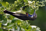051 - Olive-backed Sunbird (male)