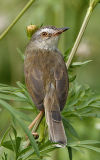 057 - Plain Prinia