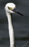 Little Egret