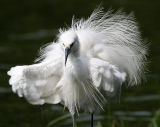 Little Egret (breeding)