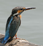 Common Kingfisher