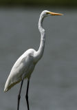 072 - Great Egret