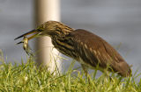 Chinese Pond Heron