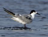 92 ::Common Tern::