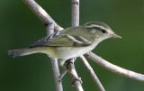 095 - Yellow-browed Warbler