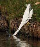 Little Egret