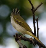 062 - Eastern Crowned Warbler (not sharp)