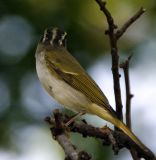 062 - Eastern Crowned Warbler   (not sharp)