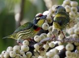 Coppersmith Barbet
