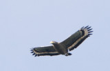 098 - Crested Serpent Eagle
