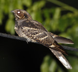 099 - Large-tailed Nightjar