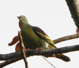 110 - Thick-billed Green Pigeon (male) (not sharp)