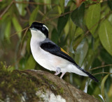 118 - White-browed Shrike-Babbler (male)