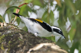 118 - White-browed Shrike-Babbler (male)