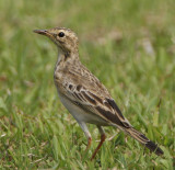 034 - Paddyfield Pipit