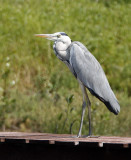 Grey Heron