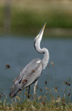 Grey Heron