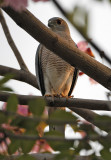 126 - Shikra (male)