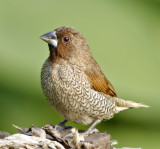 Scaly-breasted Munia