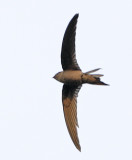 128 - Asian Palm Swift