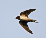 056 - Barn Swallow
