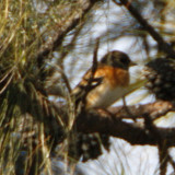 130 - Brambling (not sharp)