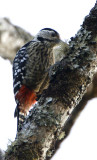 138 - Stripe-breasted Woodpecker female