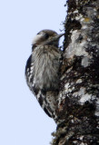 140 - Grey-capped Pygmy Woodpecker