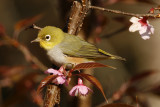 143 - Chestnut-flanked White-eye