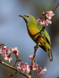 158 - Orange-bellied Leafbird (female)