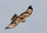 165 - Common Buzzard