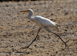 167 - Cattle Egret