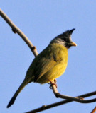 171 - Crested Finchbill (not sharp)