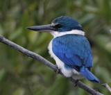 182 - Collared Kingfisher