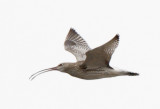 190 - Eurasian Curlew