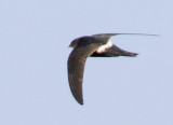 194 - Pacific Swift