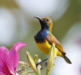 Olive-backed Sunbird (male)
