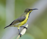 Olive-backed Sunbird (male, eclipse)