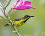 Olive-backed Sunbird (male, eclipse)