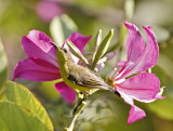 Olive-backed Sunbird (female)