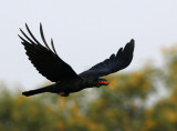 Large-billed Crow