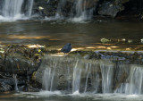 Plumbeous Water Redstart in its natural habitat