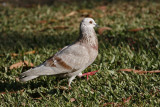 081 - Rock Pigeon