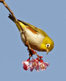 Chestnut-flanked White-eye