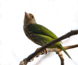 202 - Lineated Barbet