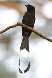 Greater Racket-tailed Drongo