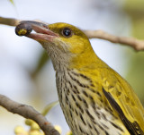 Black-naped Oriole (juvenile)