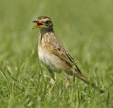 Paddyfield Pipit