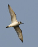 Greater Sand Plover