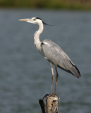 Grey Heron